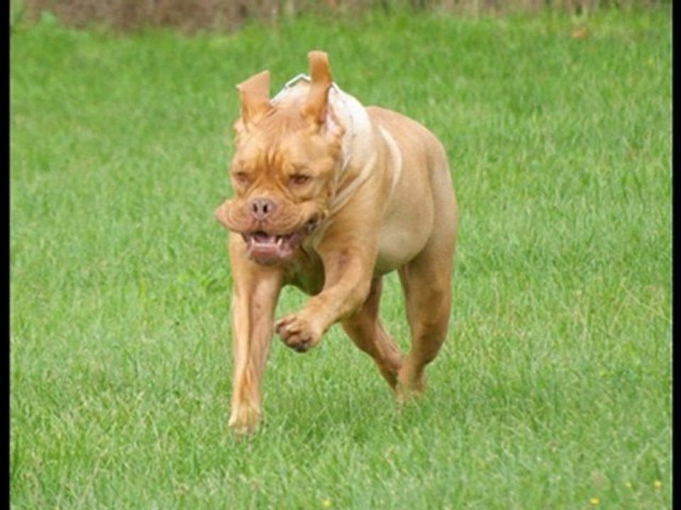 Portrait d'obeissance