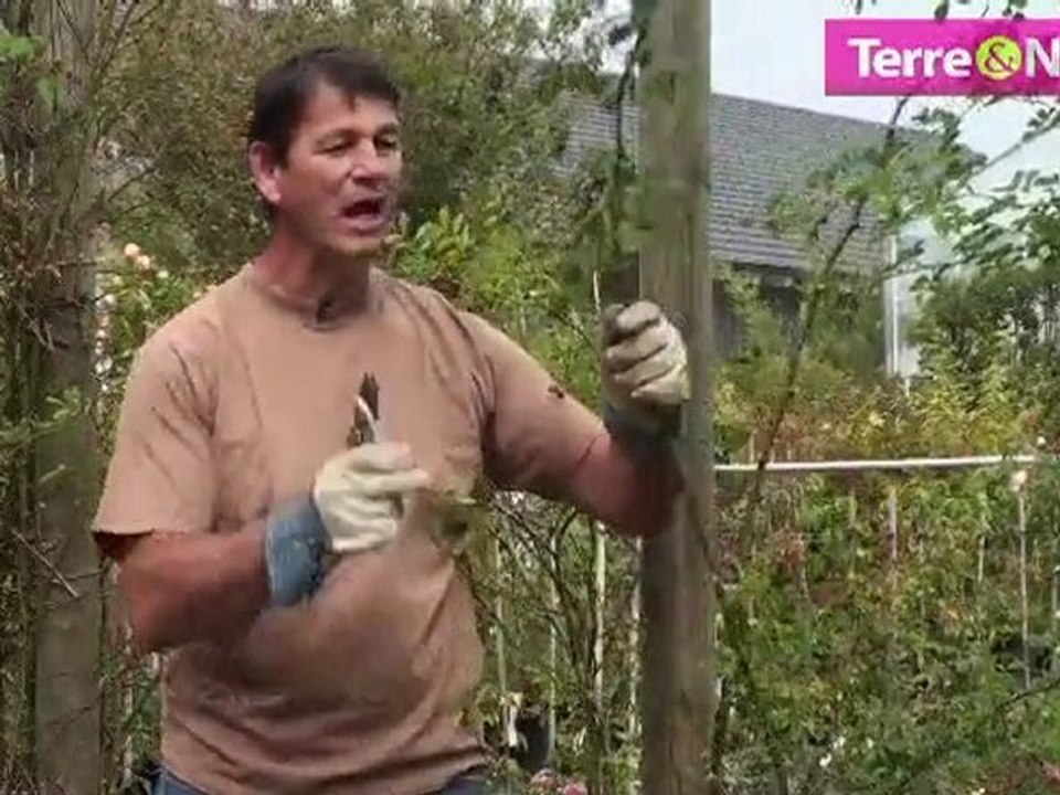 La taille des rosiers grimpants