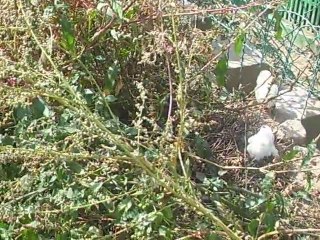 La portée de 2010 !!!