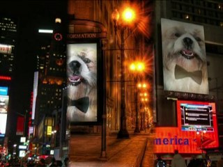 CHIEN QUI PARLE (1er chien a avoir reçu un Os d'or à Cannes!