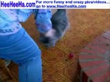 funny cat fetching ball