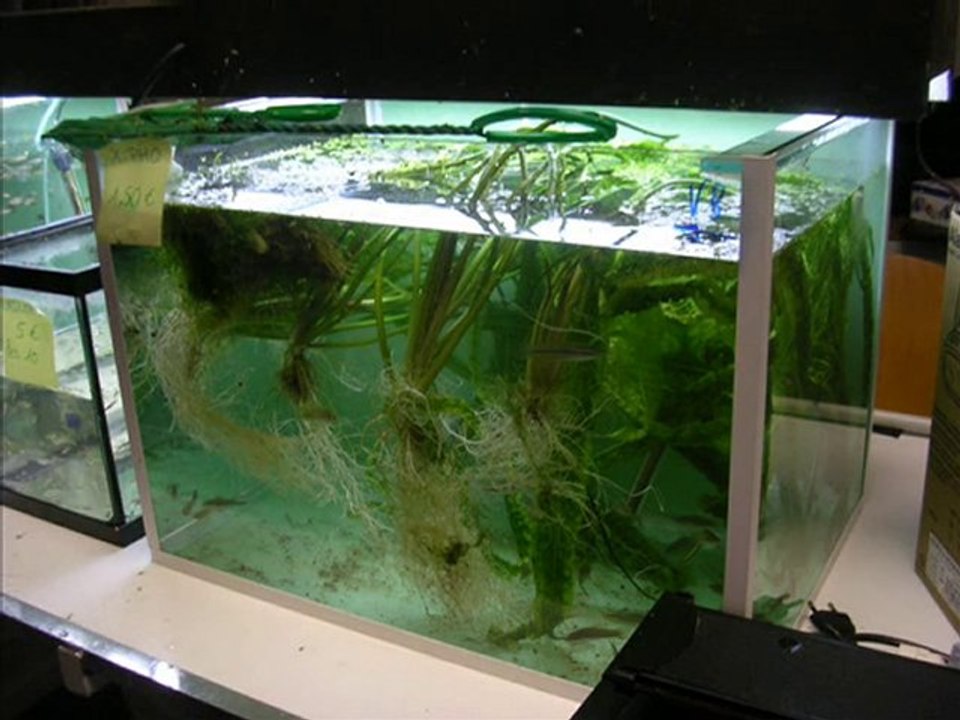 Club des Aquariophiles du centre/ Bourse 2010