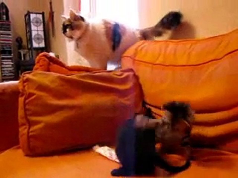 Olyanna et Shana - 7 semaines