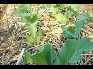 Une mission au Mozambique - suite