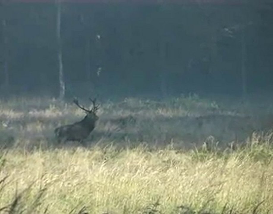 cerf 14 cors avec harde