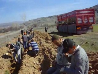 2010 AĞAÇ DİKİMİ-2