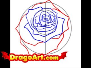 How to draw a realistic rose, step by step
