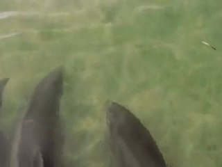 Yunus Balığı Zekası