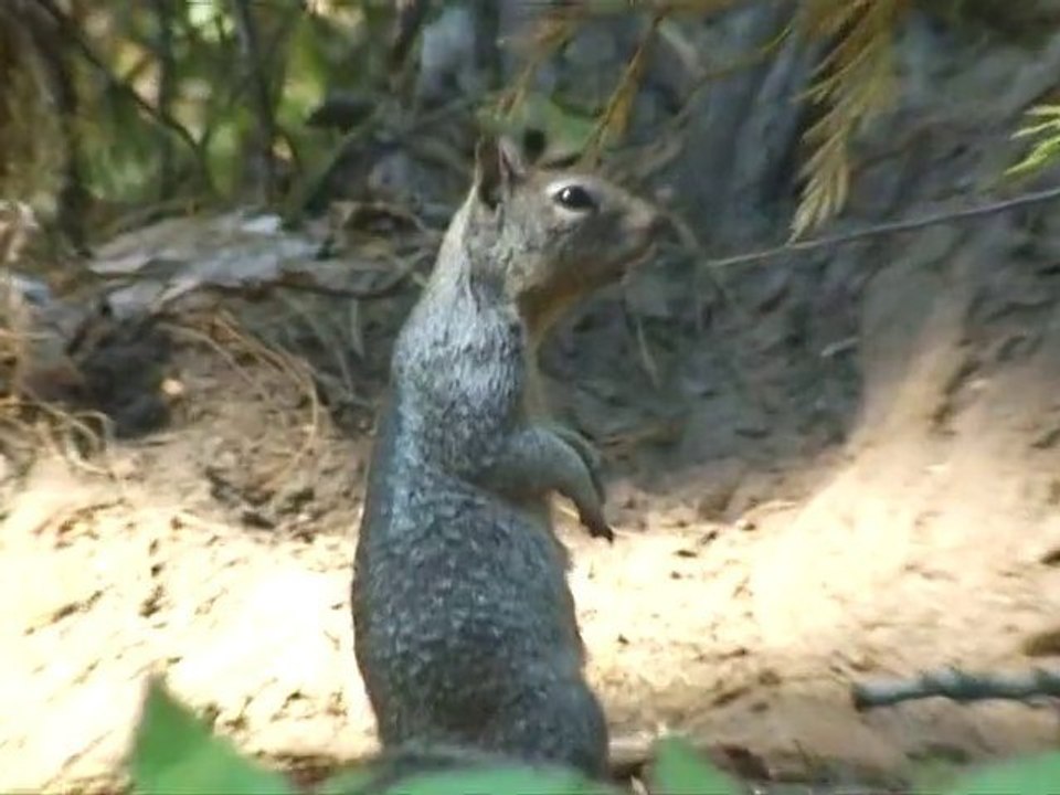 Road Trip de Pitre 6/7 - Yosemite National Park