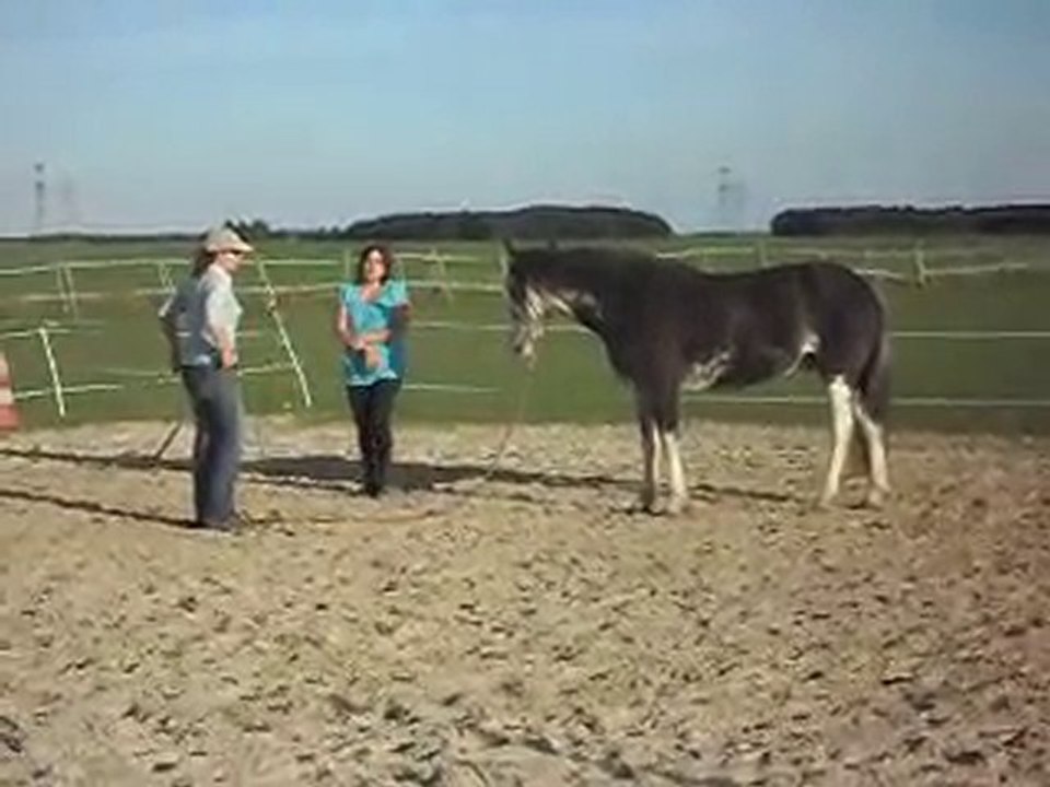 HASTA LUEGO, CHEVAL CRIOLLO ARGENTIN EN STAGE AVEC CELINE.