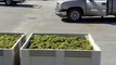 Lodi Wine Chardonnay first Load Van Ruiten Winery 2010