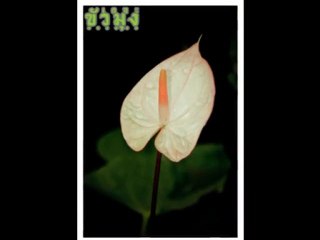 The Kua-moong 1 : Sansai Chiangmai