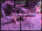 Pet Leopard Geckos