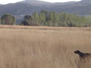 BARON ve BETA  Bıldırcın vidyosu