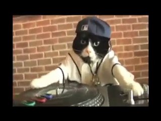 Alza il volume DJ Gatto!