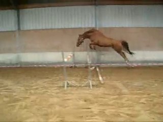 Poulain 3 ans par Griseldi