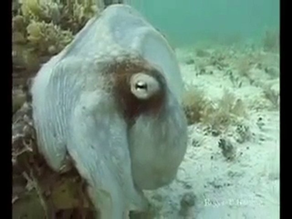 Ahtapotun Muhteşem ötesi Kamuflajı Ağır çekim