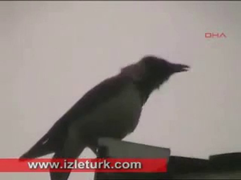 oiseaux qui dit allah 7