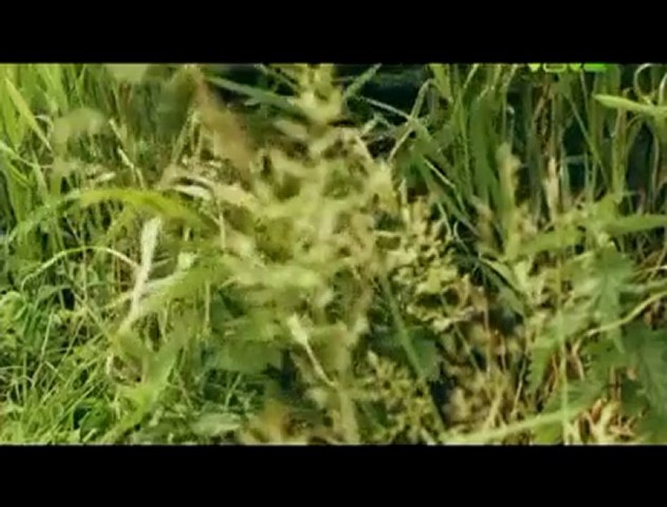 Alexander Rybak - Roll With The Wind