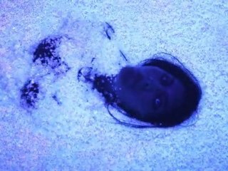 ANIMAL COLLECTIVE "Bluish"