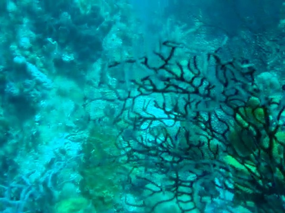 Plongée sec Pâté guadeloupe