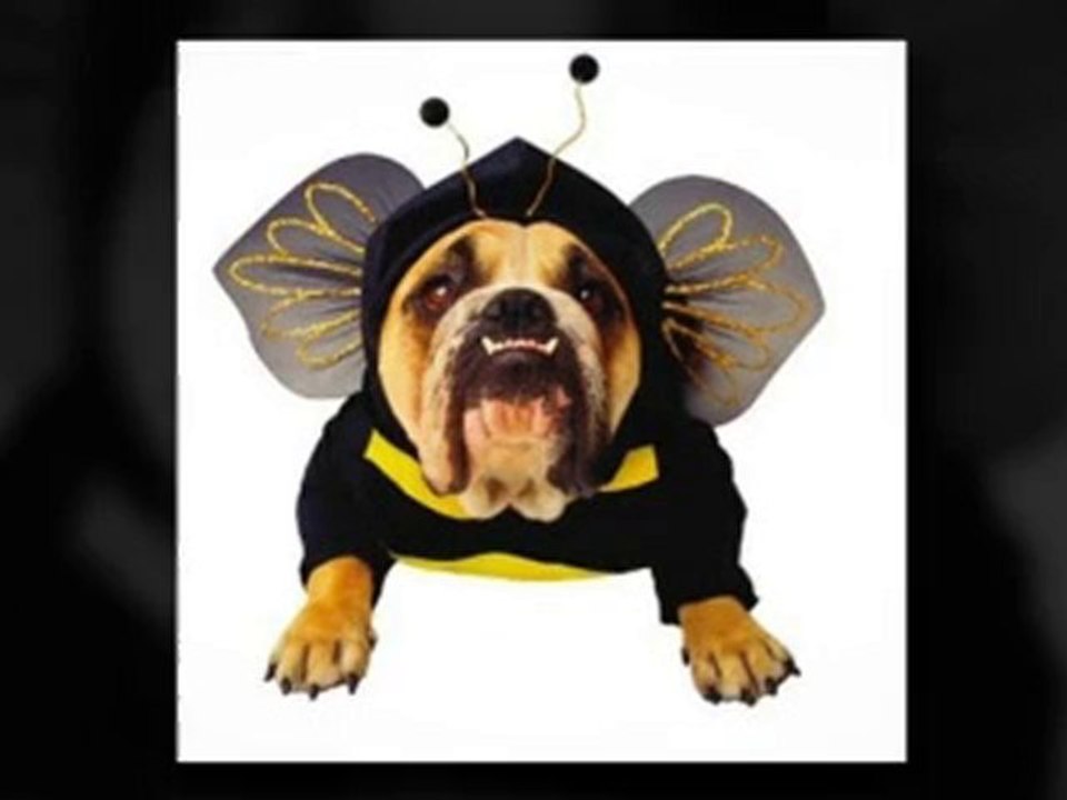 Bestselling Dog Halloween Costumes