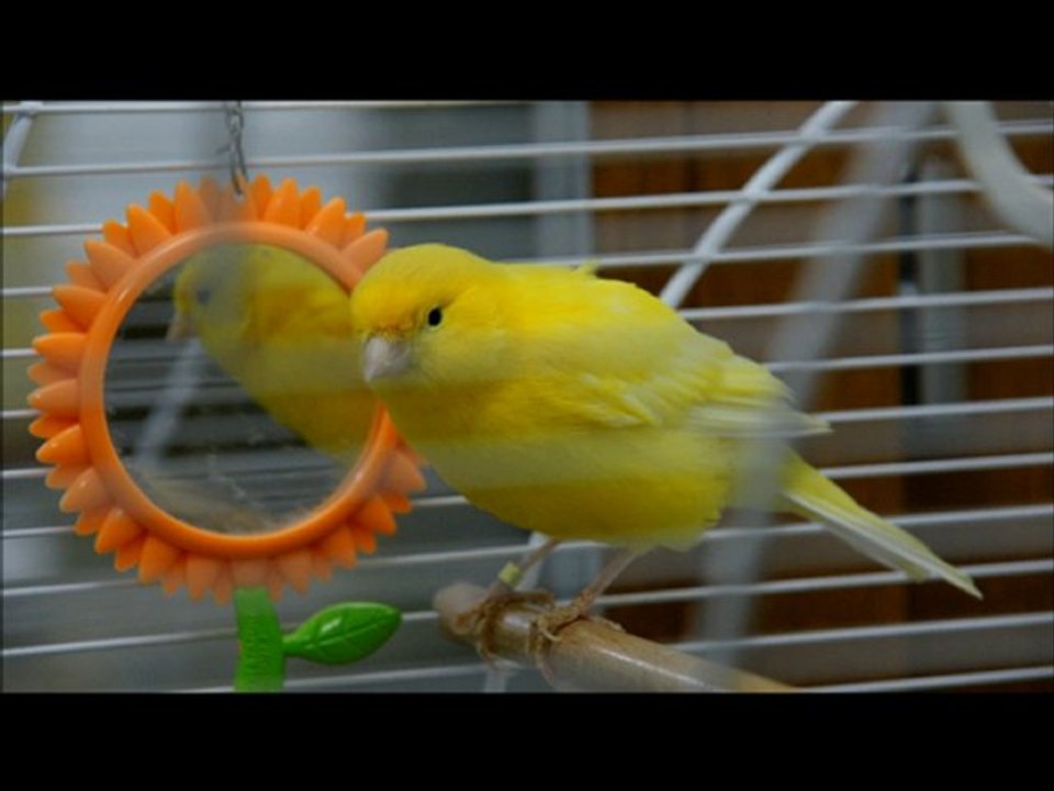 Fifi chante