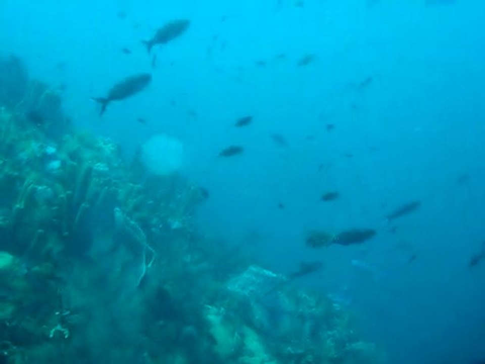 Plongée au sec pâté