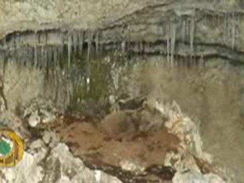 Artvin Şavşat Bozayı Kestane- Kış Uykusunda Video