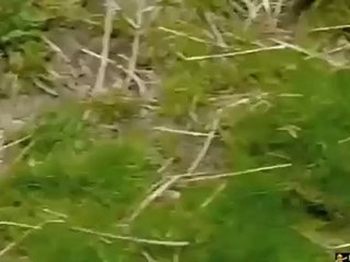 Louttre joue avec un cailloux