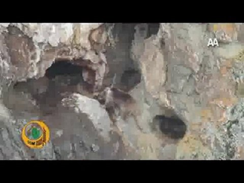 Artvin Şavşat Bozayı Kestane- Kış Uykusunda Video-2