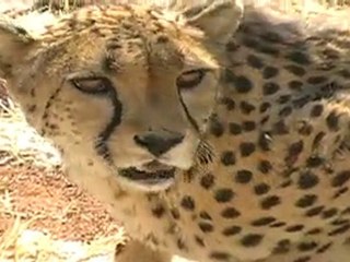 cheeta