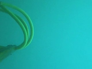spearfishing senegal