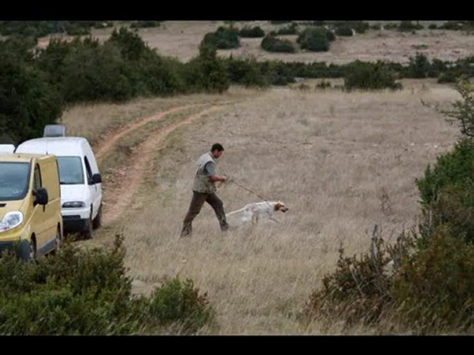 Dressage chien d'arrêt Elevage du canal de lunel