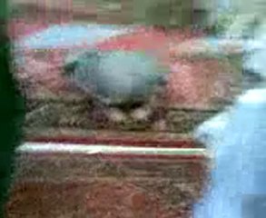 مات ساجداً لله بالمسجد الحرام