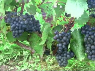 Tastings and Pampering Day on the French Alps Tour