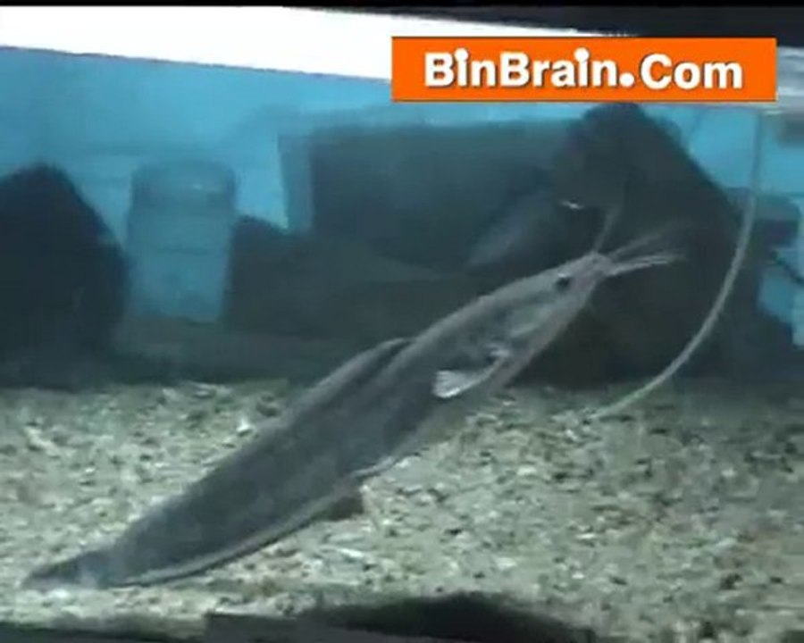 Fish in Bangaluru