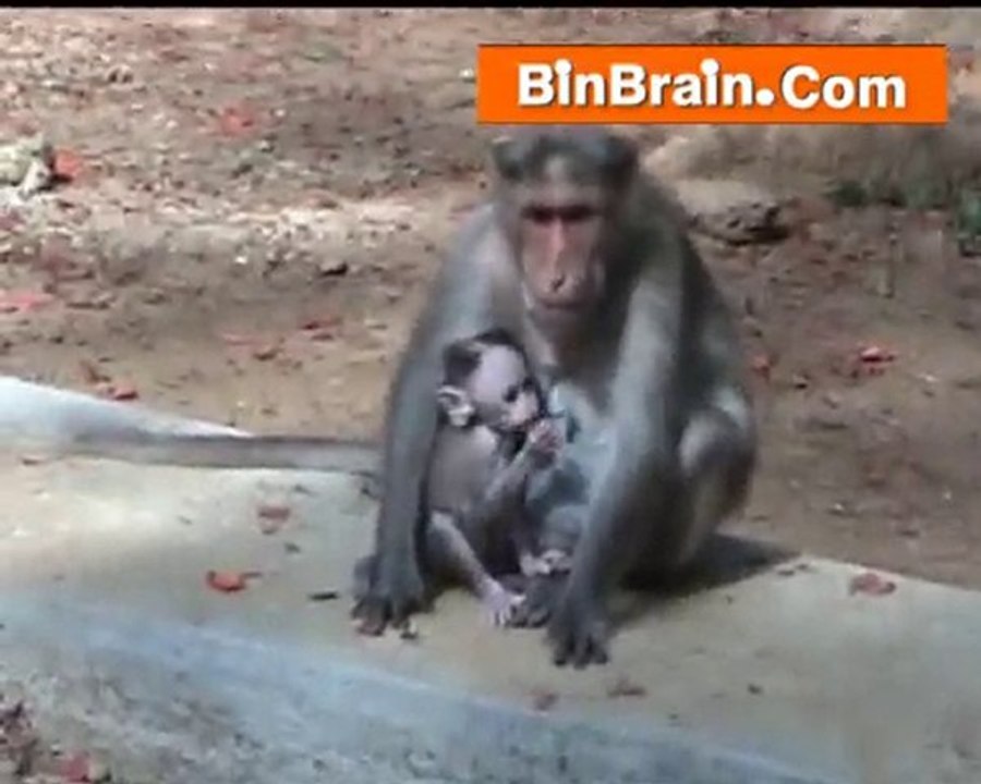 Monkey in Bangaluru