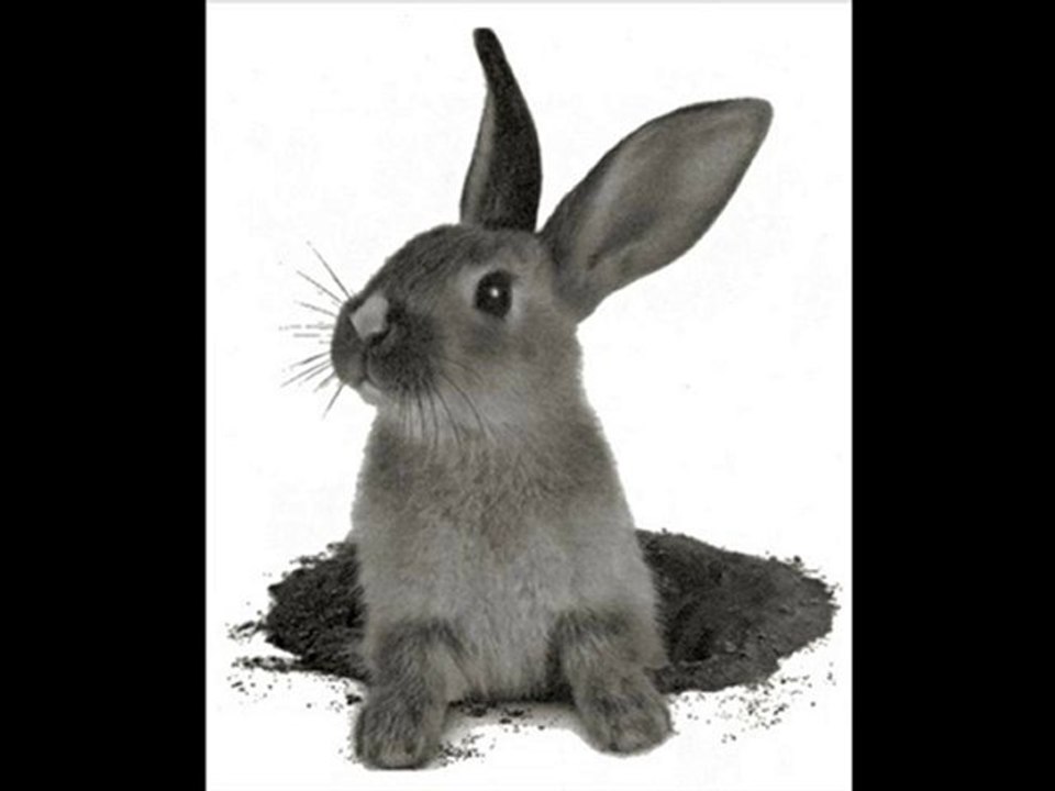 Pub pour le lapin