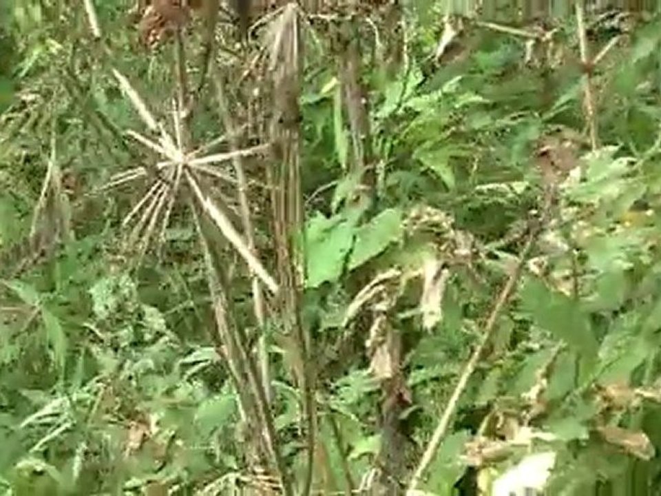 dogue argentin diego