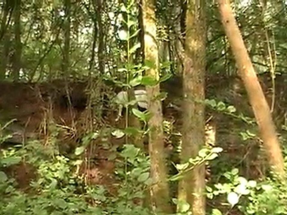 dogue argentin diego2