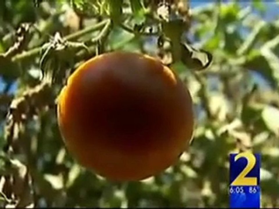 5000 $ d’amende pour avoir fait pousser des légumes bio sur