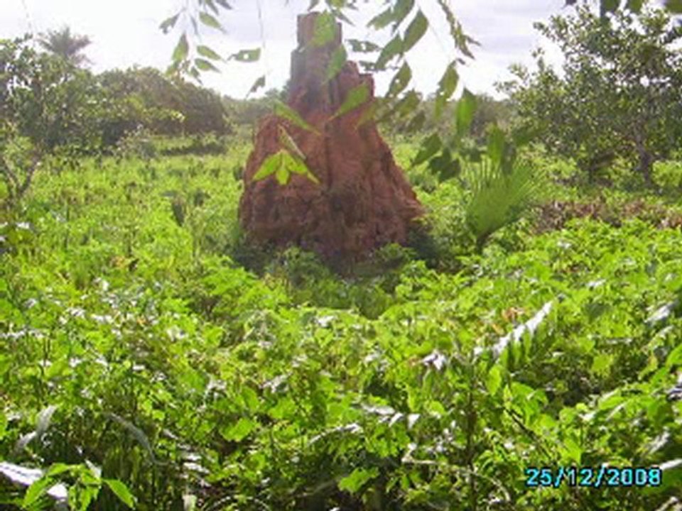 Peter TOSH CASAMANCE
