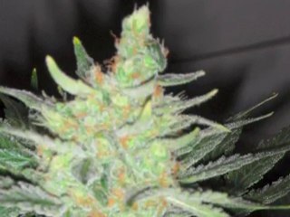 rimeur en herbe-tonton 1k 2010 dj sauza remix