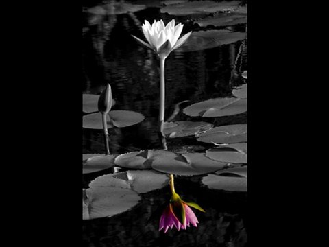 Bir kızıl goncaya benzer dudağın - Özdal Orhon