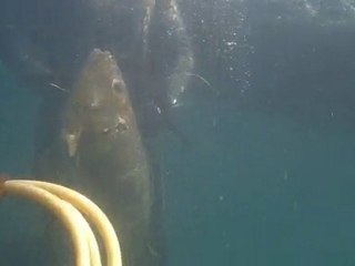 spearfishing senegal  ( gros diabar 2 )