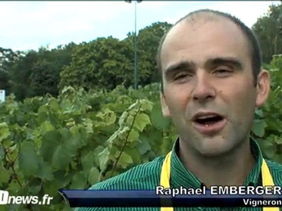 Le vin en Ile-de-France