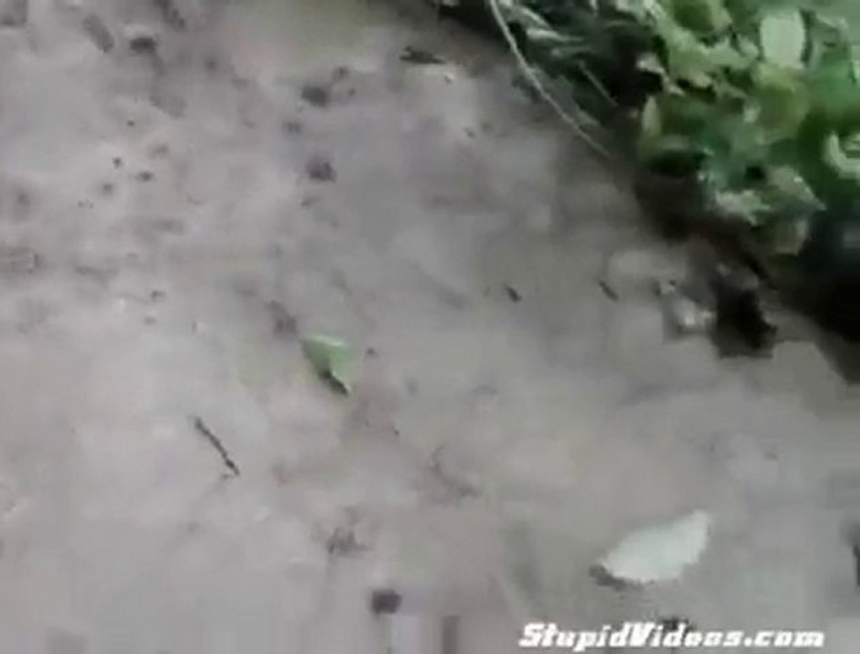 Dünya Şokta.! Karıncalar Tavaf Ediyor