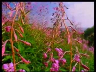 Ensuring a Secure Paradise: Insights on Climate & Safety 🌿