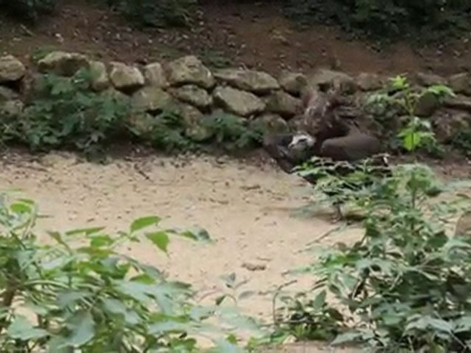 Zoo de Doué la Fontaine - Curée des vautours